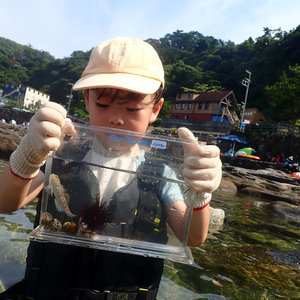 東京都世田谷区の幼稚園年中さんの男の子が磯遊びデビュー